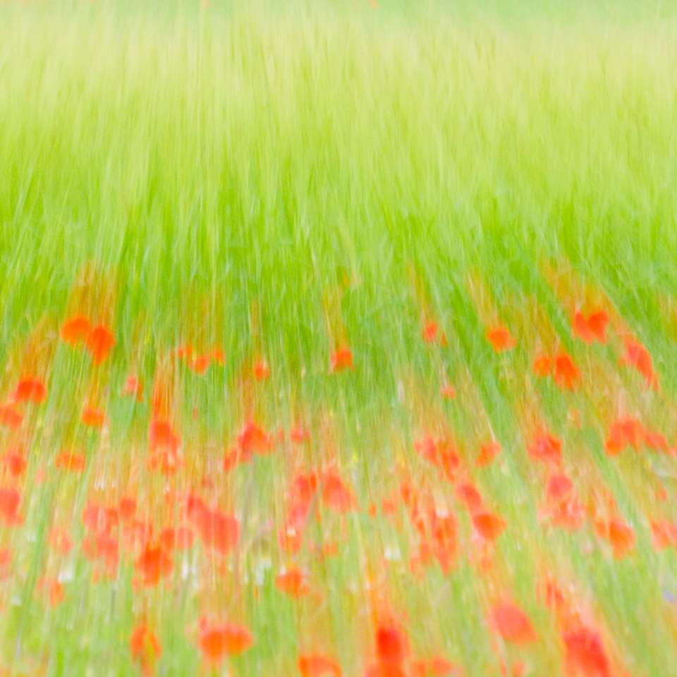campo di erba verde durante il giorno puzzle online