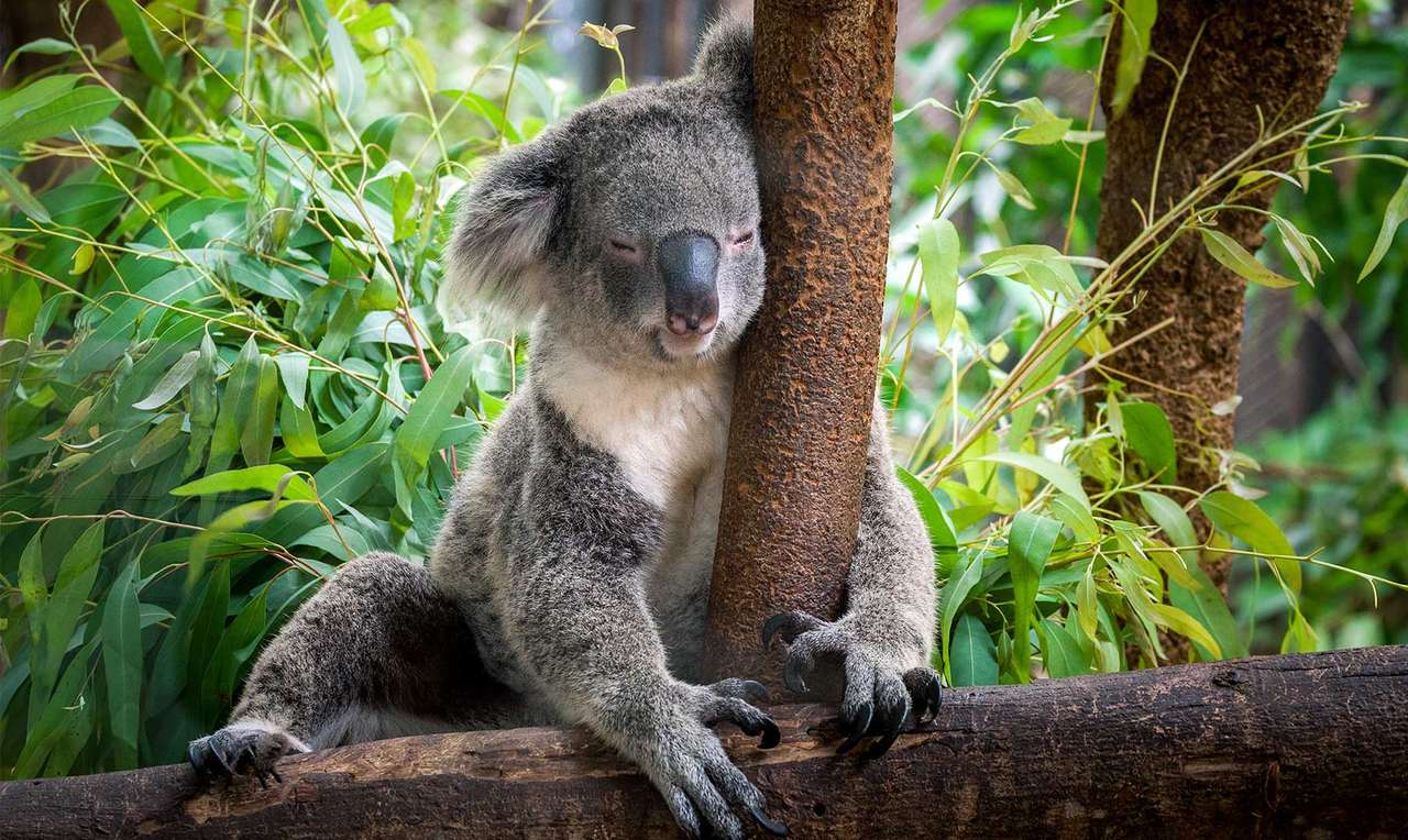 Slaperige koala online puzzel
