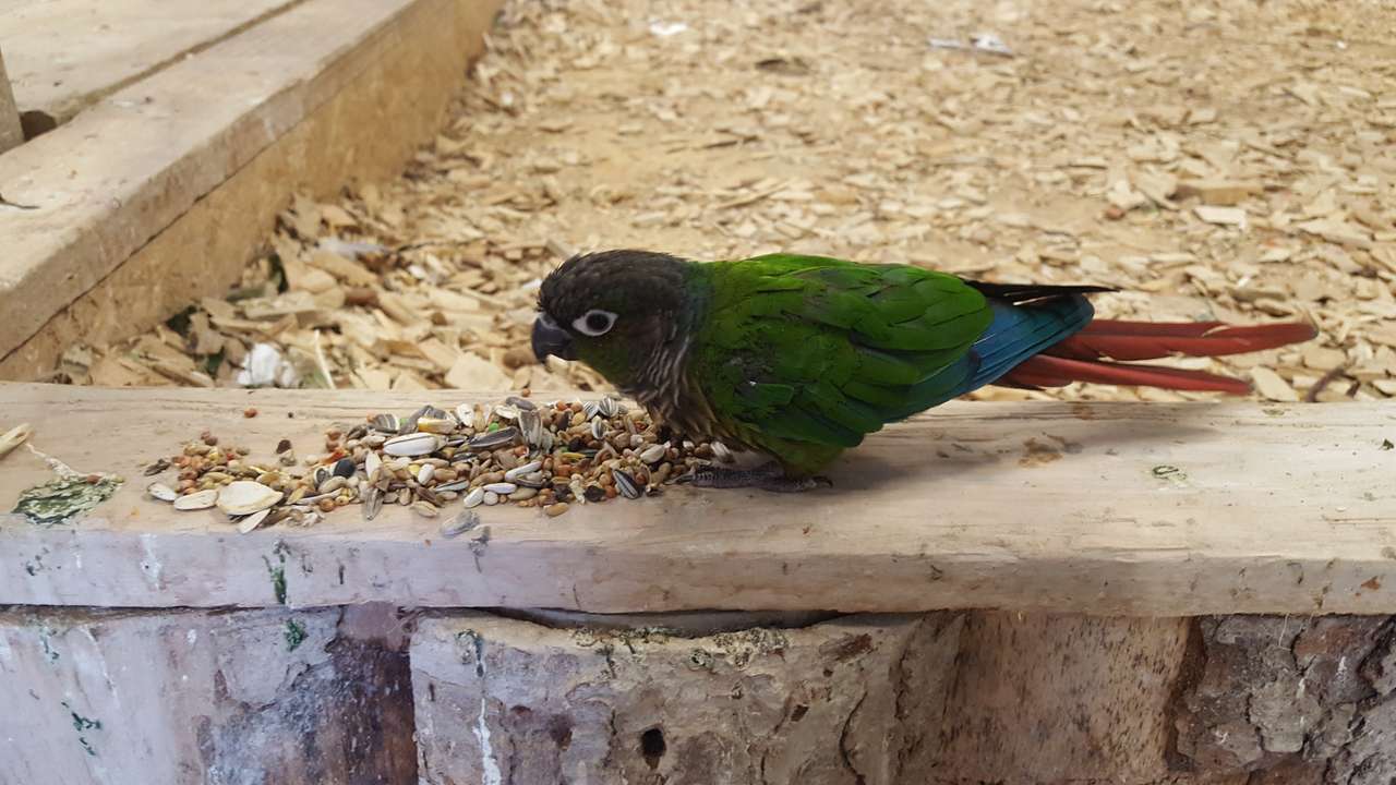 En papegoja från paradiset Pussel online
