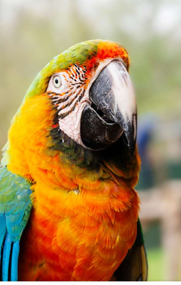 Ara papegaai legpuzzel online
