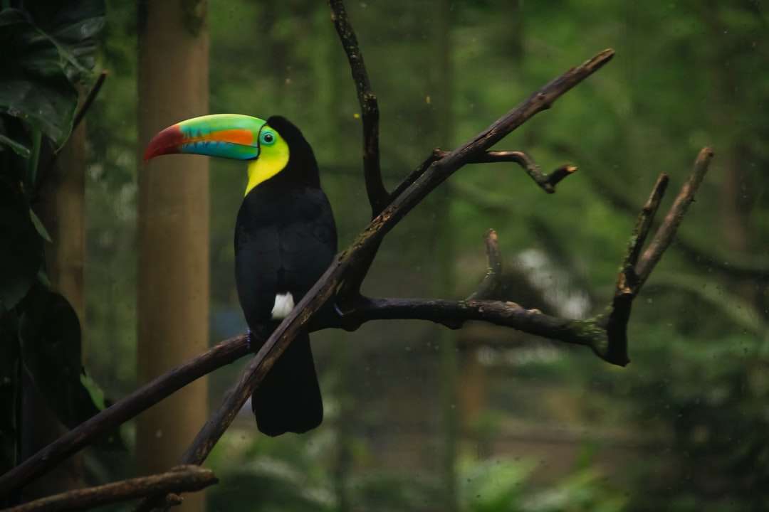 pájaro negro amarillo y verde en la rama de un árbol rompecabezas en línea