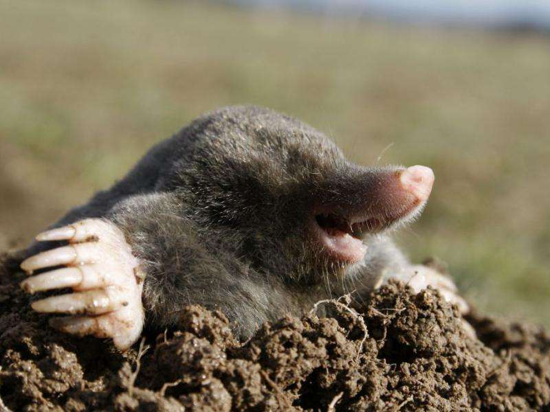 a mole in a burrow jigsaw puzzle online