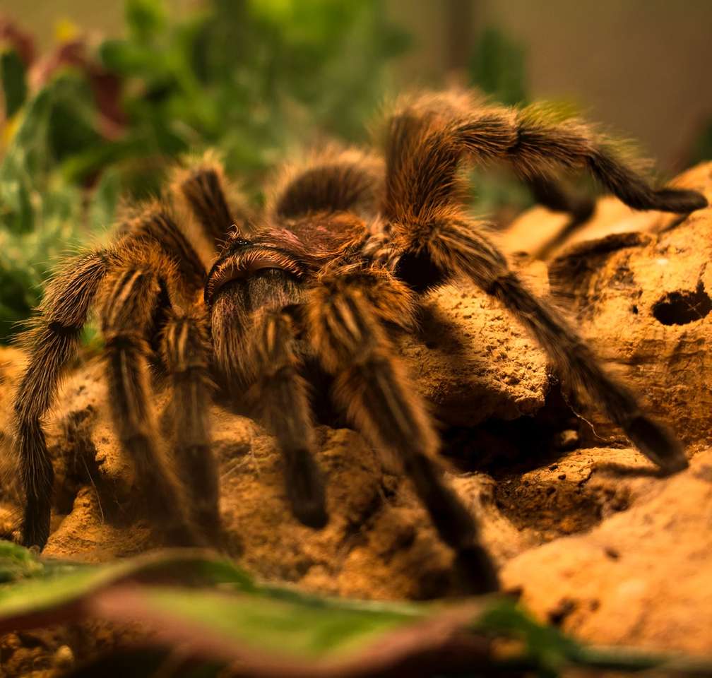 green and black tarantula on brown soil jigsaw puzzle online