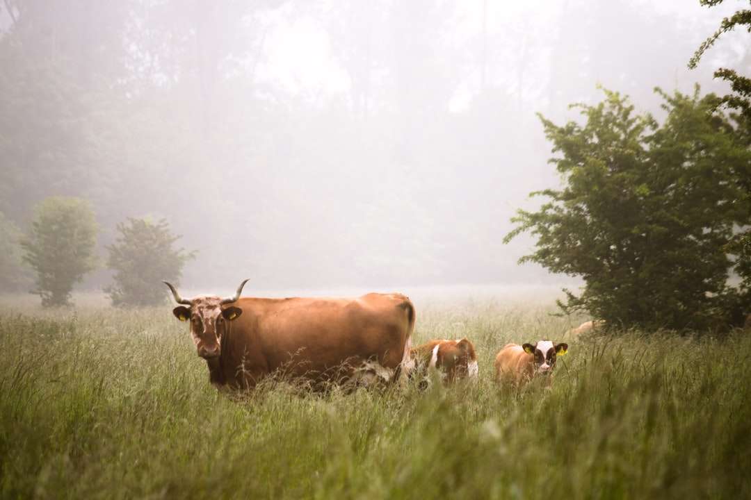 καφέ βοοειδή στη μέση του δάσους παζλ online