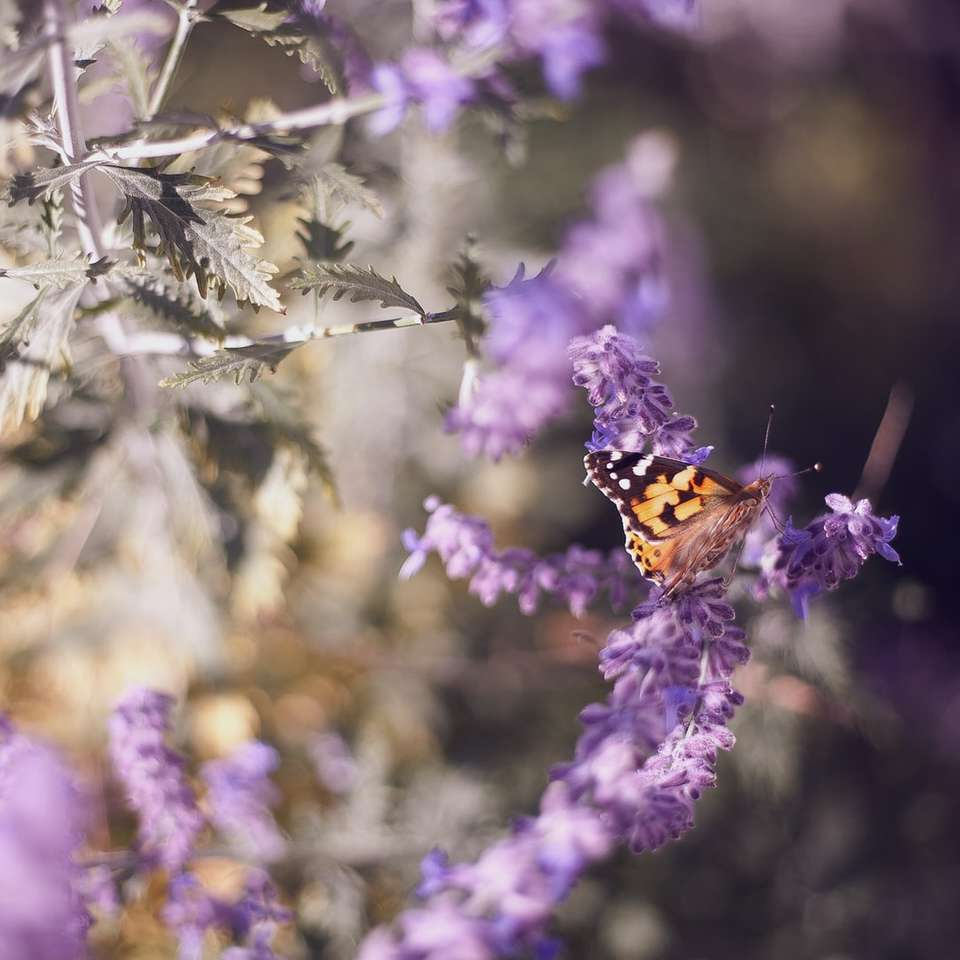 коричневая бабочка на фиолетовом цветке онлайн-пазл