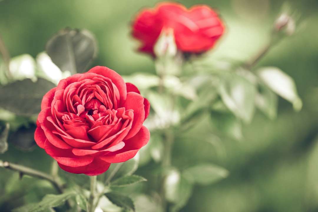 sekély fókuszú fényképezés piros virág online puzzle