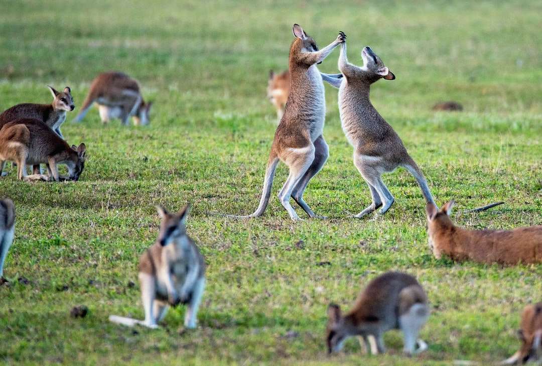 kangourous sur terrain en herbe puzzle en ligne