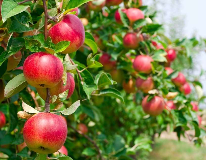mele sull'albero puzzle online