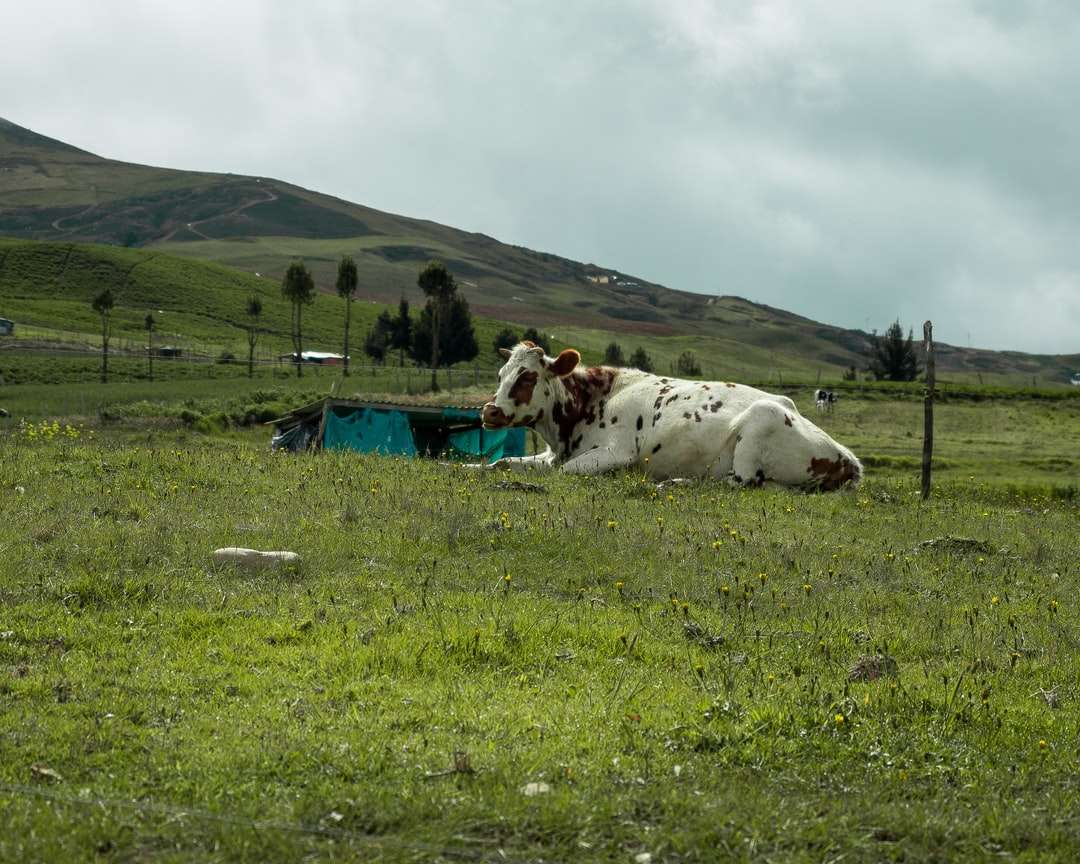 бяла и кафява крава на поле със зелена трева през деня онлайн пъзел