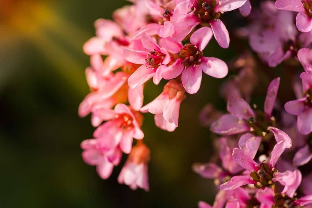 grunt fokus fotografering av rosa blommor Pussel online