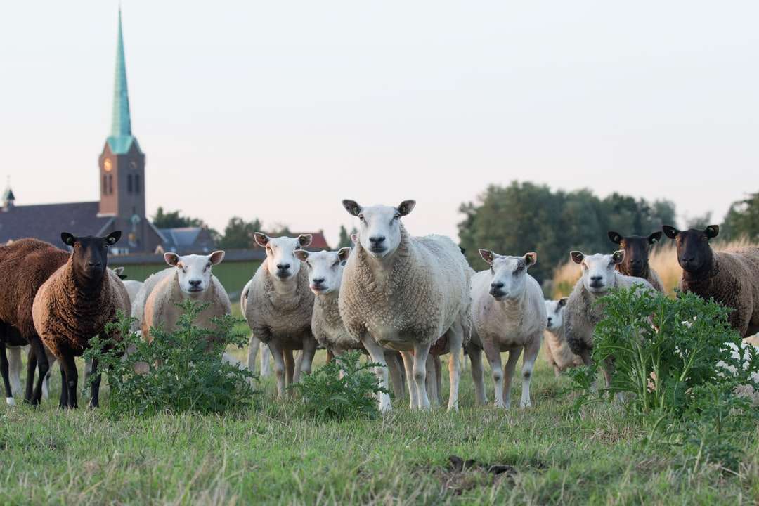 бели и кафяви овце на тревна трева онлайн пъзел