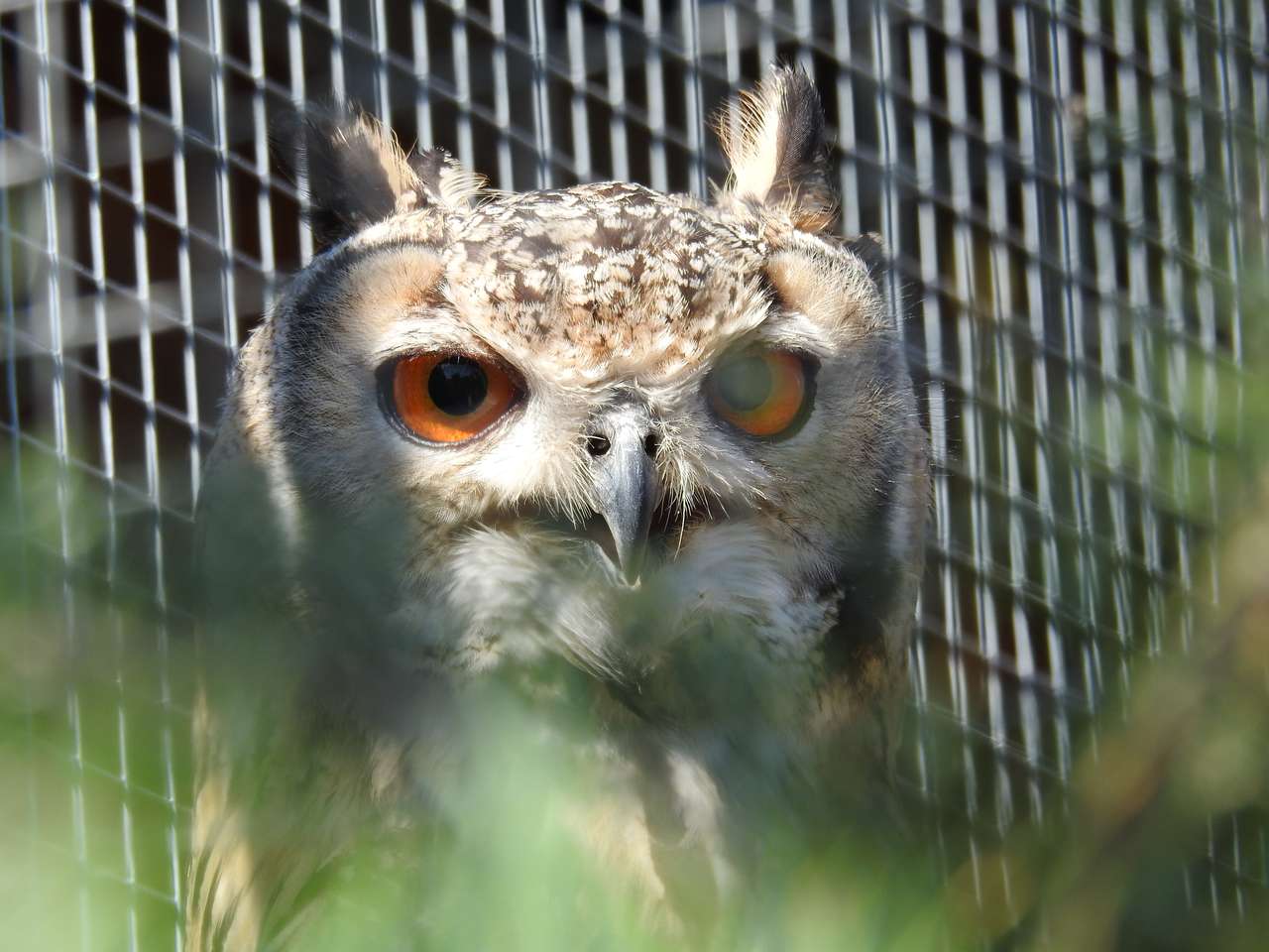 Lolek Eagle Owl Pussel online