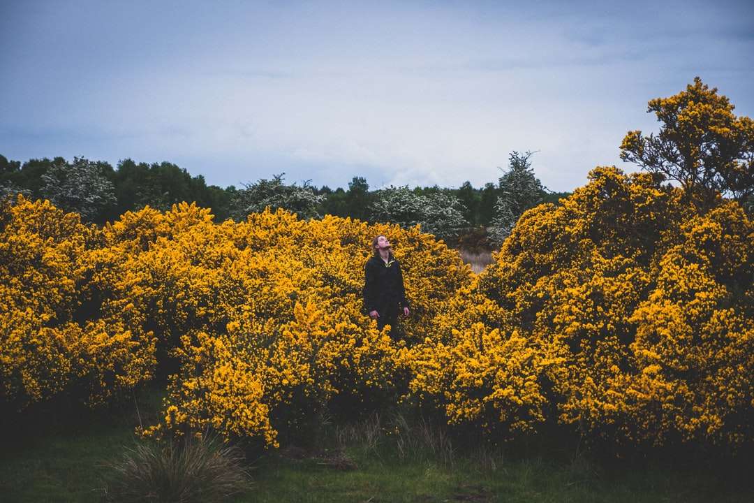 pessoa parada no meio de campos de flores amarelas quebra-cabeças online