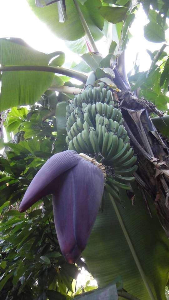 Banánový strom - Dominikánská republika skládačky online
