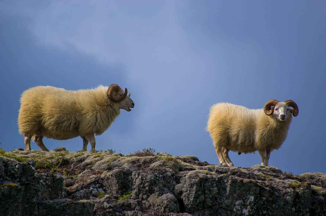 due capre di montagna puzzle online