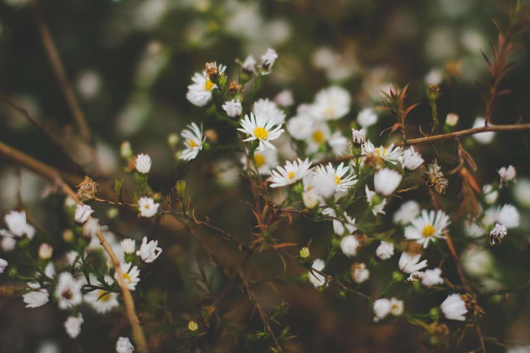 fehér baba-lehelet virágok virágzó nappal kirakós online