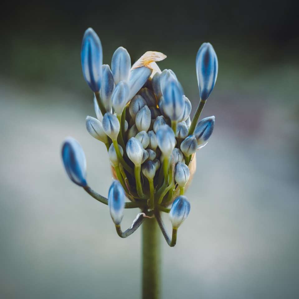 fiore giallo e blu nella fotografia ravvicinata puzzle online