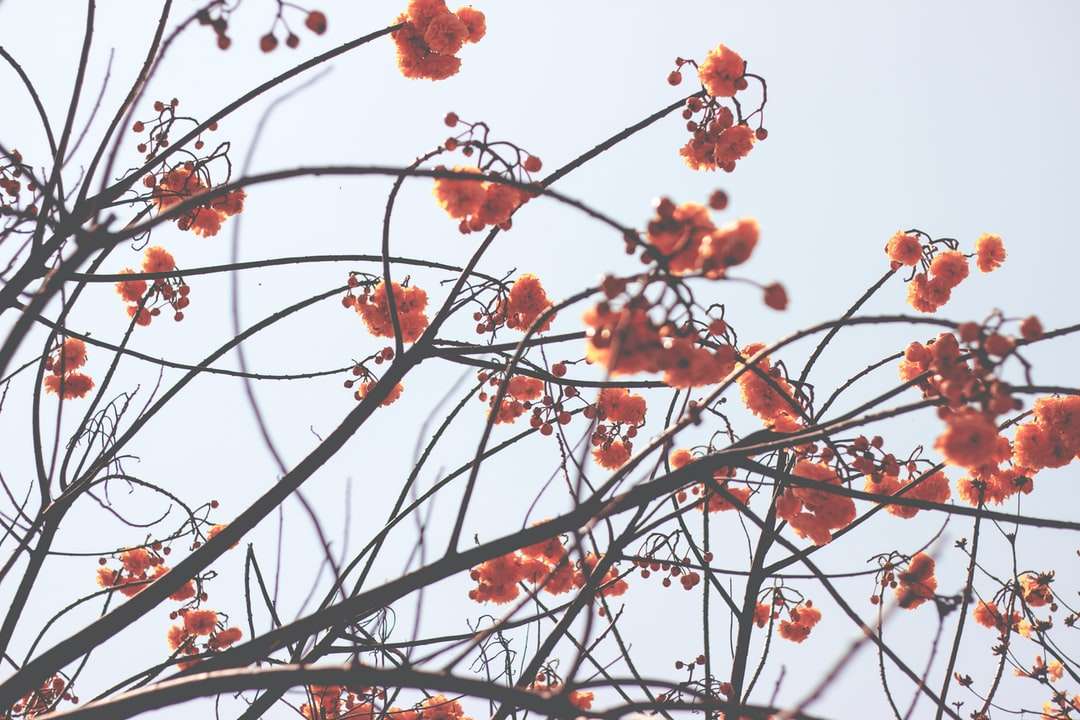 фото помаранчевих квітів з пелюстками онлайн пазл