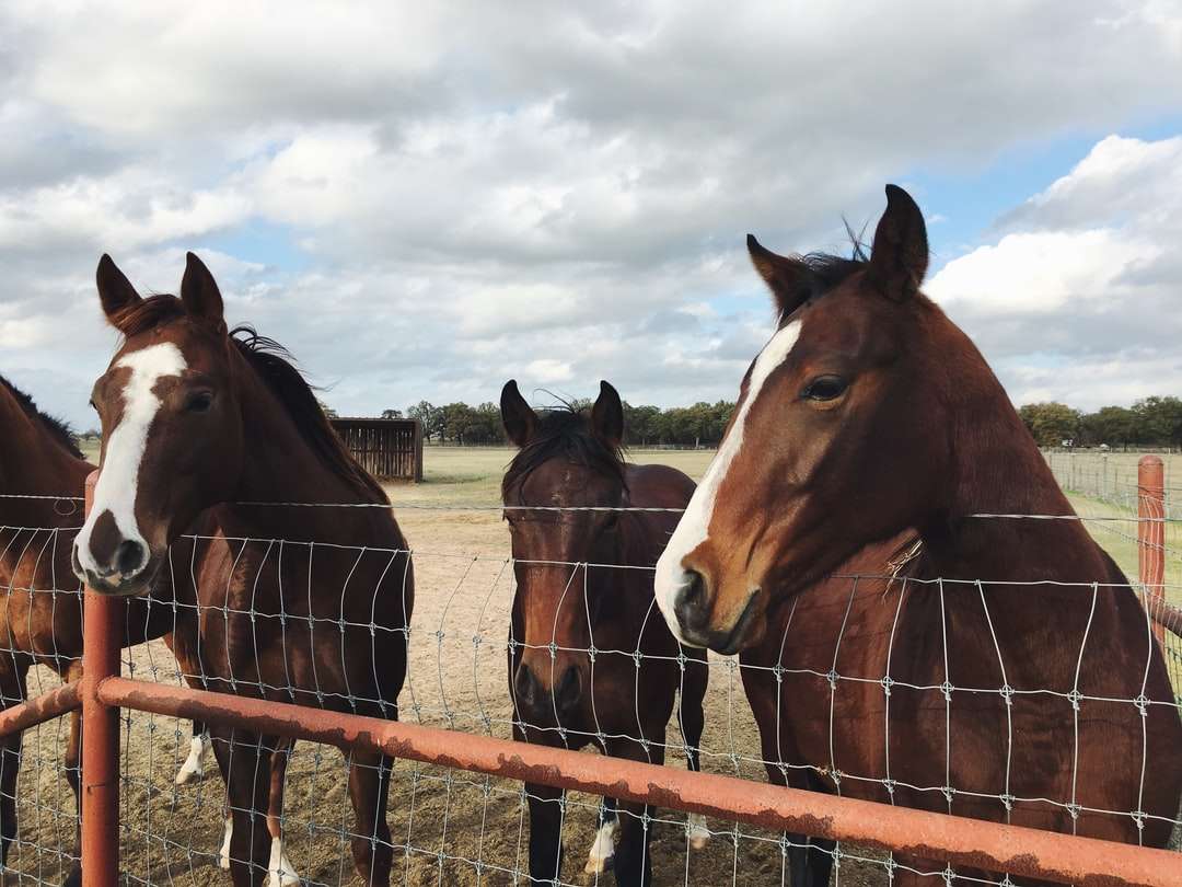 čtyři hnědé koně za plotem online puzzle