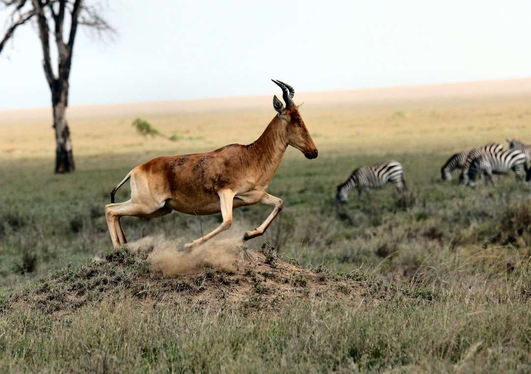 barna antilop és zebra a mezőn nappal online puzzle