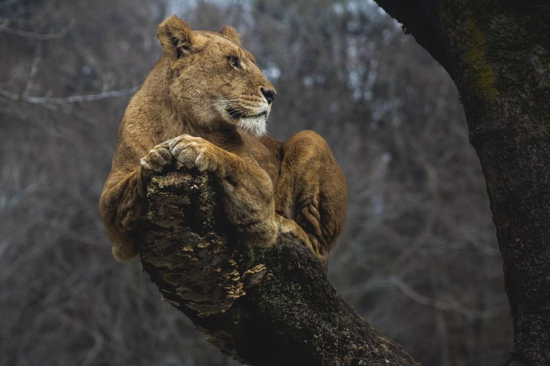 昼間の木の枝の雌ライオン ジグソーパズルオンライン