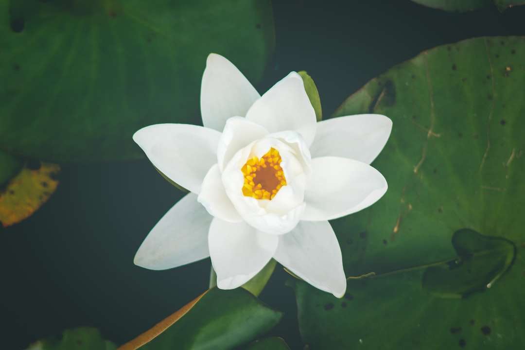 Fotografía de enfoque selectivo de flor de lirio blanco rompecabezas en línea