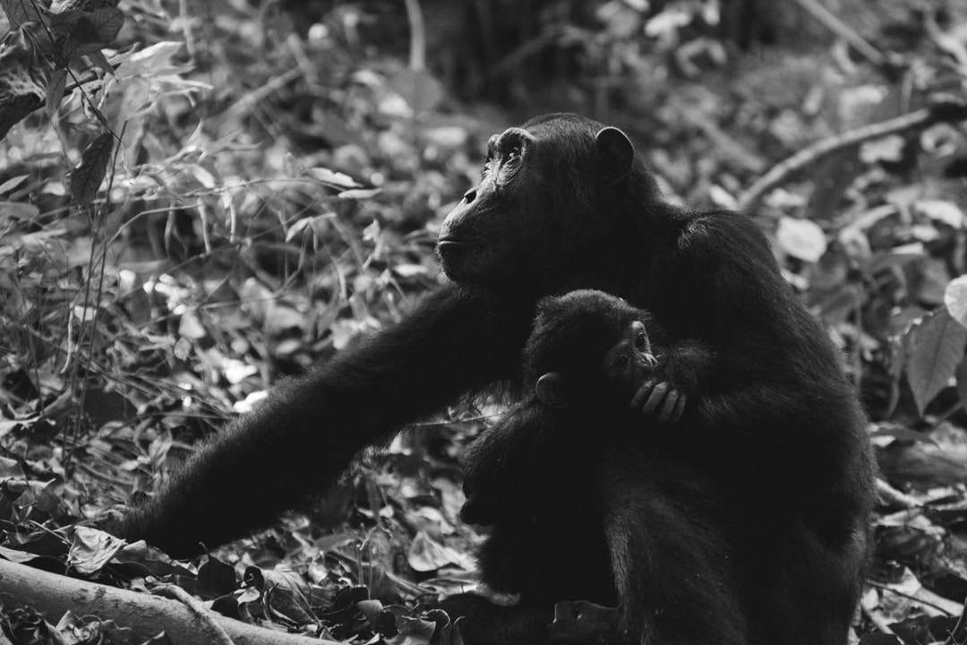 gråskalefoto av två apor Pussel online