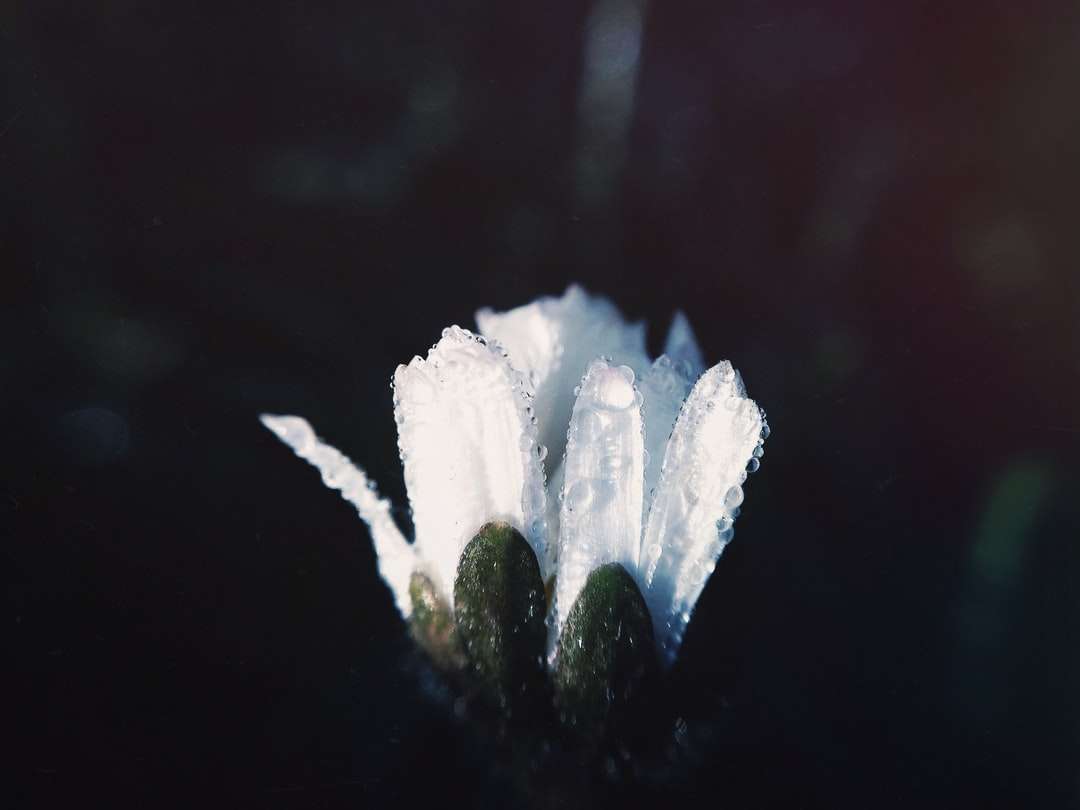 бяло цвете с капки дъжд онлайн пъзел