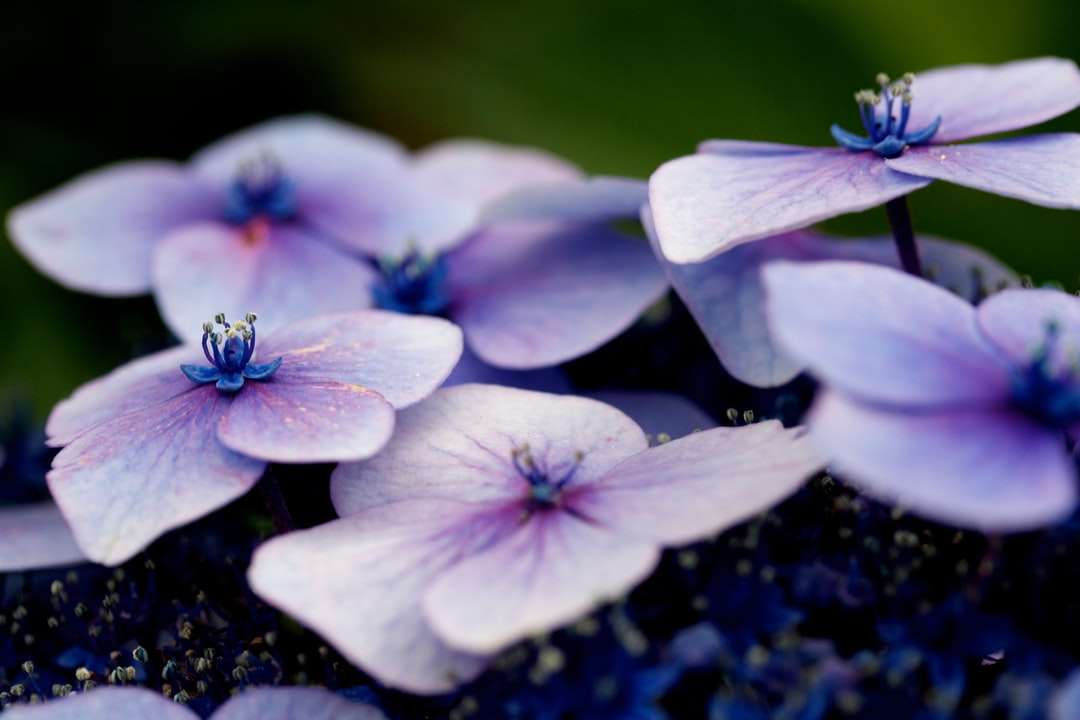 bílé a fialové květy v mělkém zaměření skládačky online