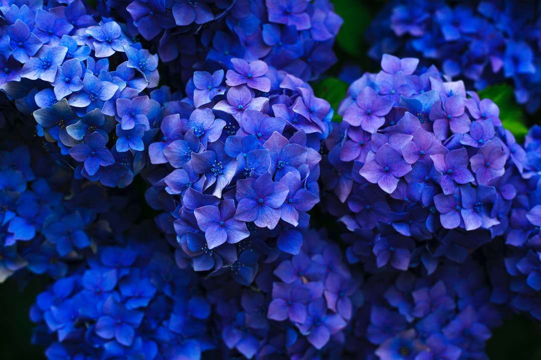 fialové květy online puzzle