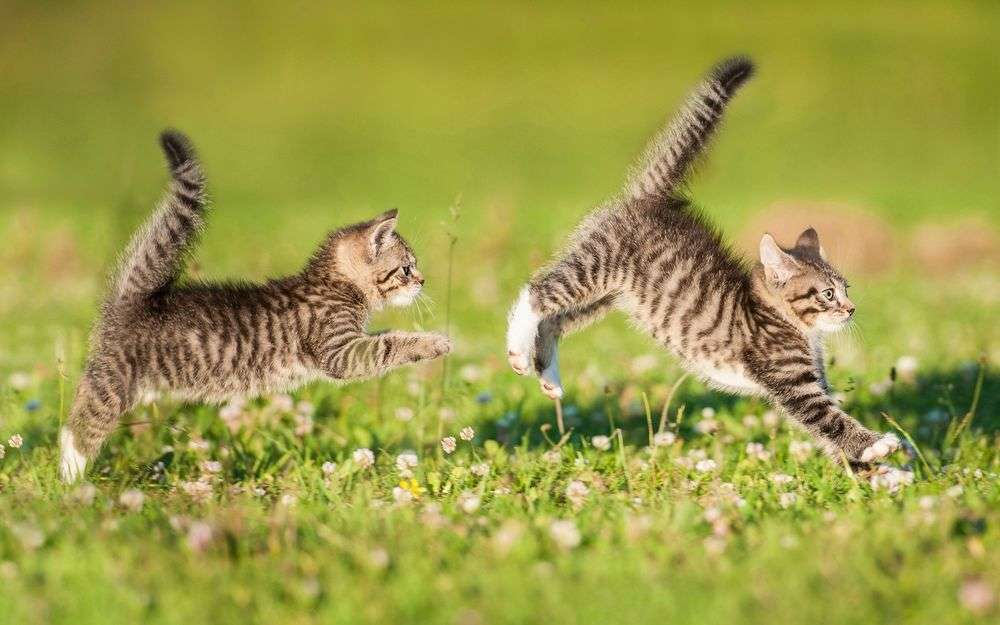 springande katter Pussel online