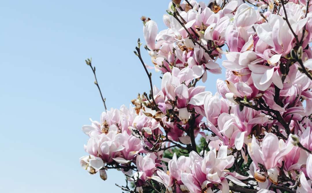 albero di fiori di ciliegio puzzle online