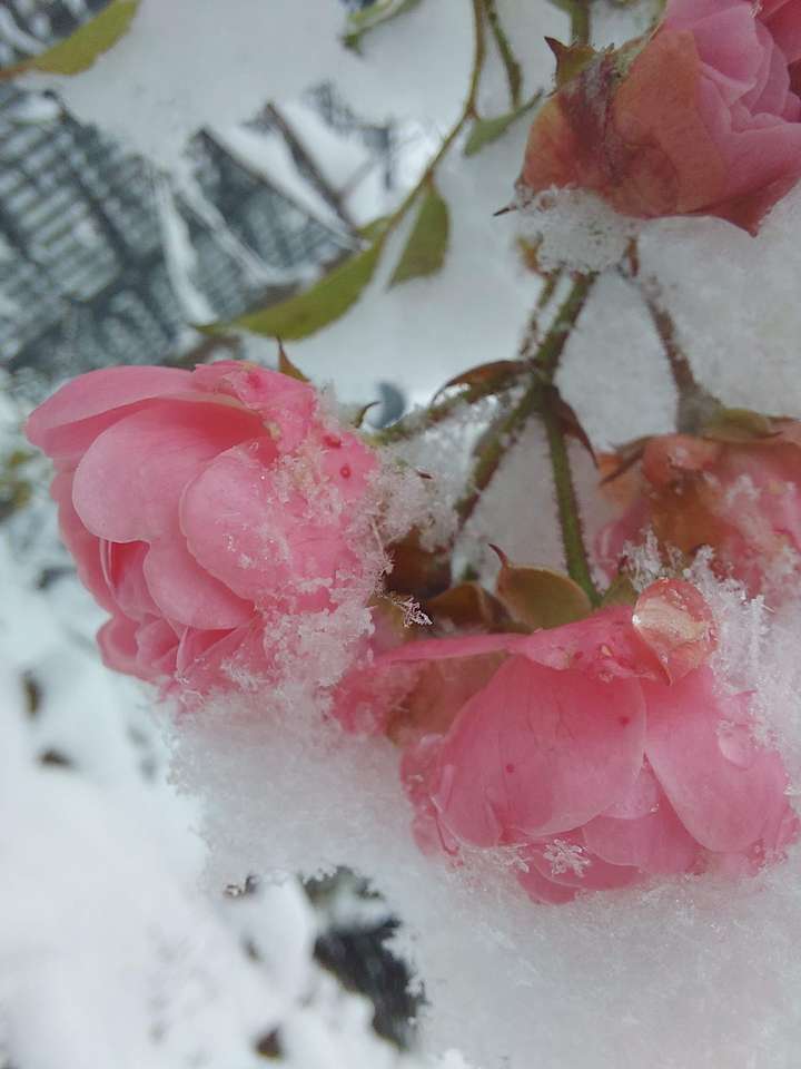 Roses sous la neige puzzle en ligne