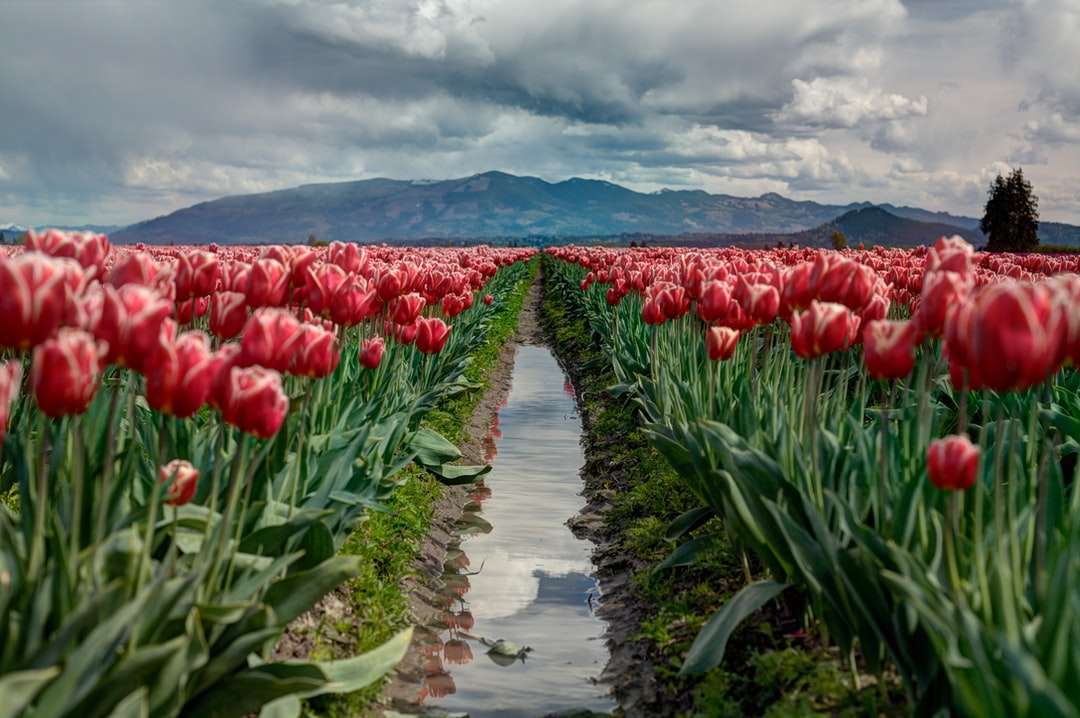 пътека между полето с цветя от червено лале онлайн пъзел