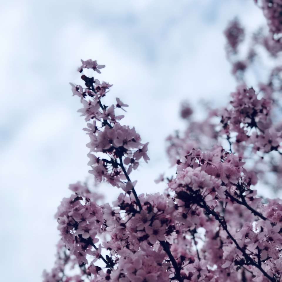 fialové květy skládačky online