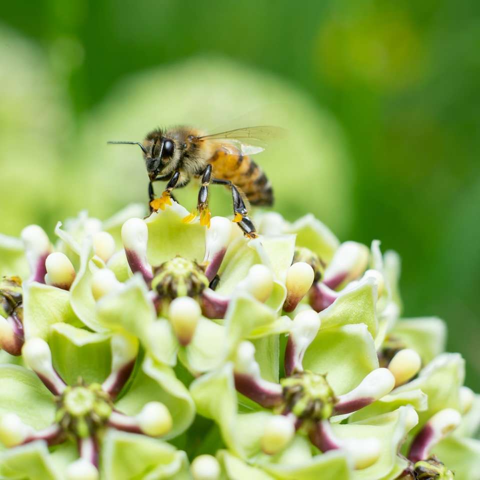 фотография със селективен фокус на пчела на върха на цветето онлайн пъзел
