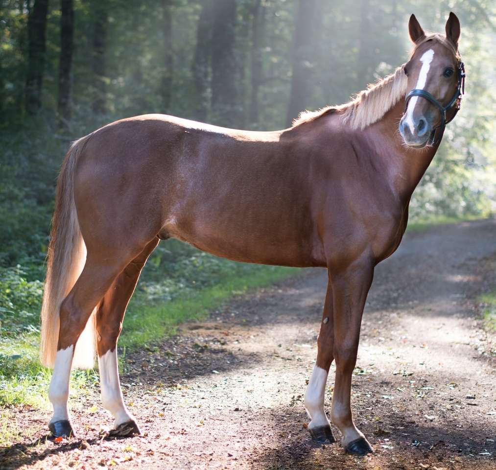 крупним планом фото коричневого коня, що стоїть в оточенні дерев онлайн пазл