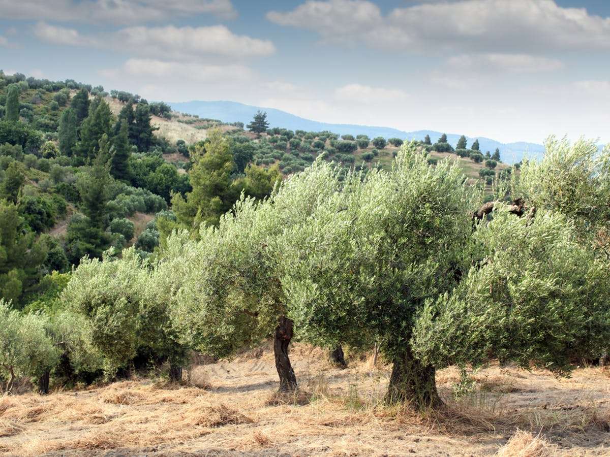 Pomar de oliveiras puzzle online