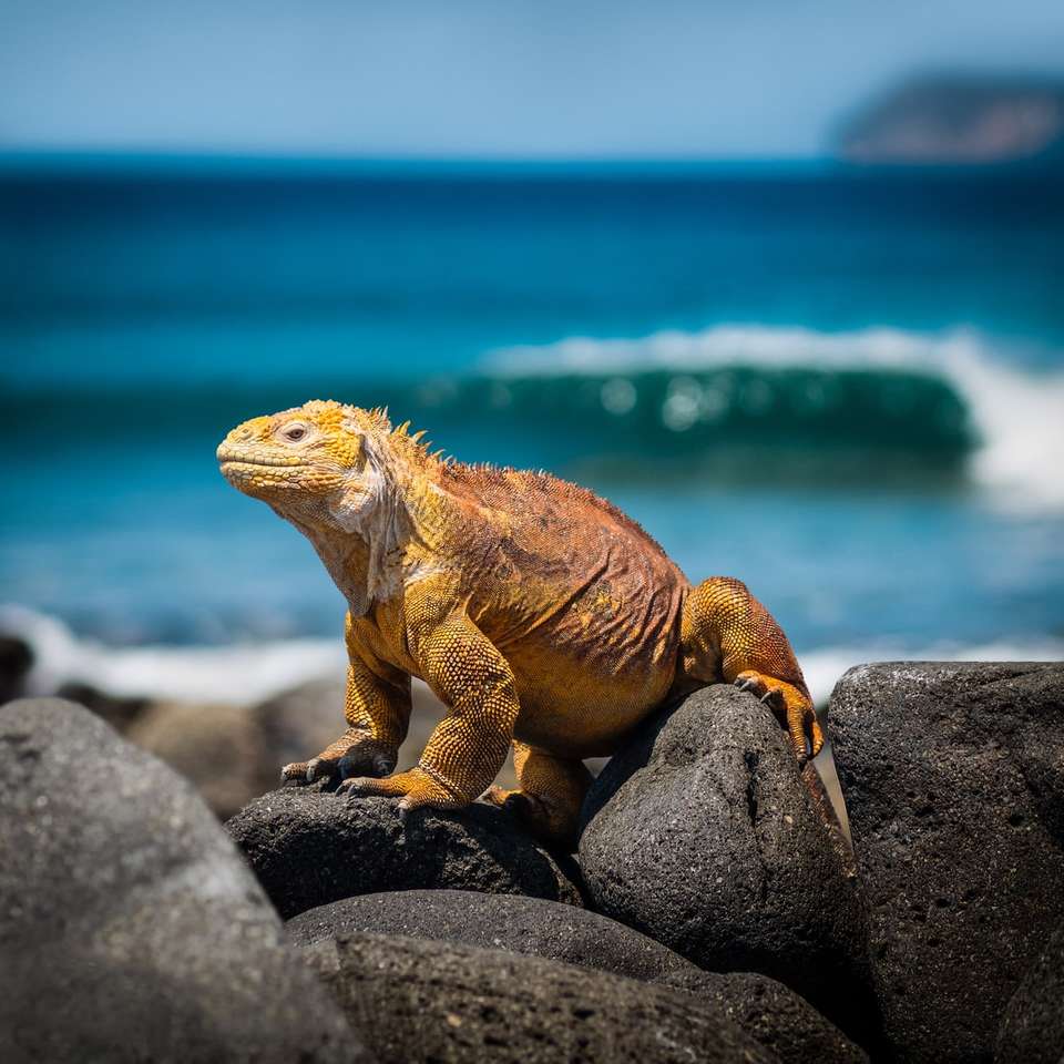 iguana galbenă pe pietre în timpul zilei puzzle online