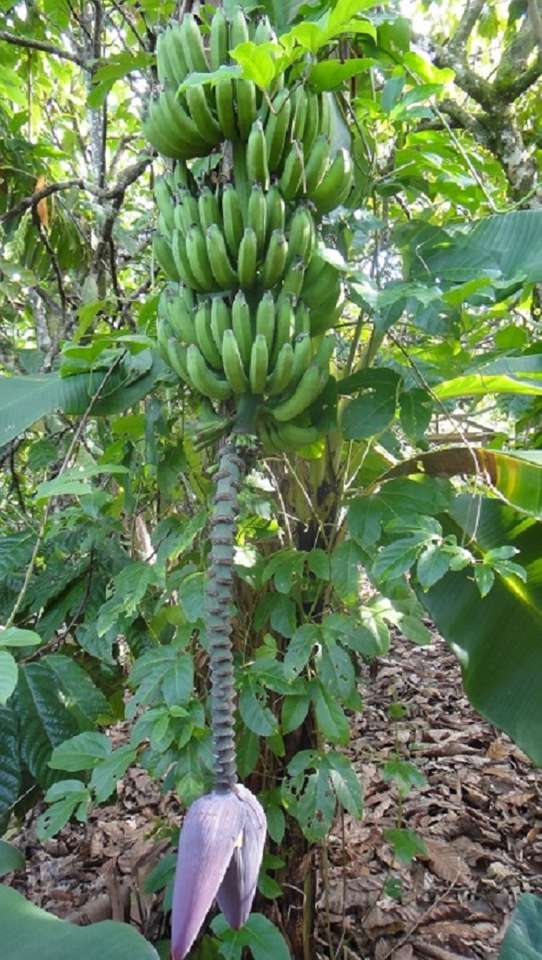 République dominicaine - bananes puzzle en ligne