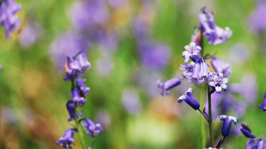 Fotografía macro de flores de pétalos de color púrpura rompecabezas en línea