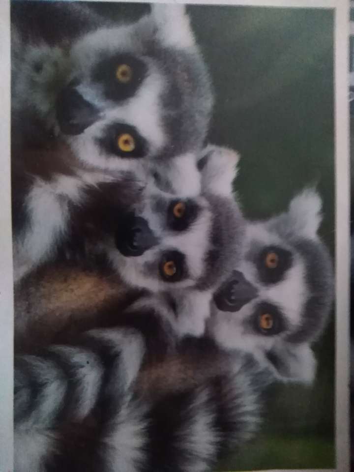 Ring-tailed lemur Pussel online