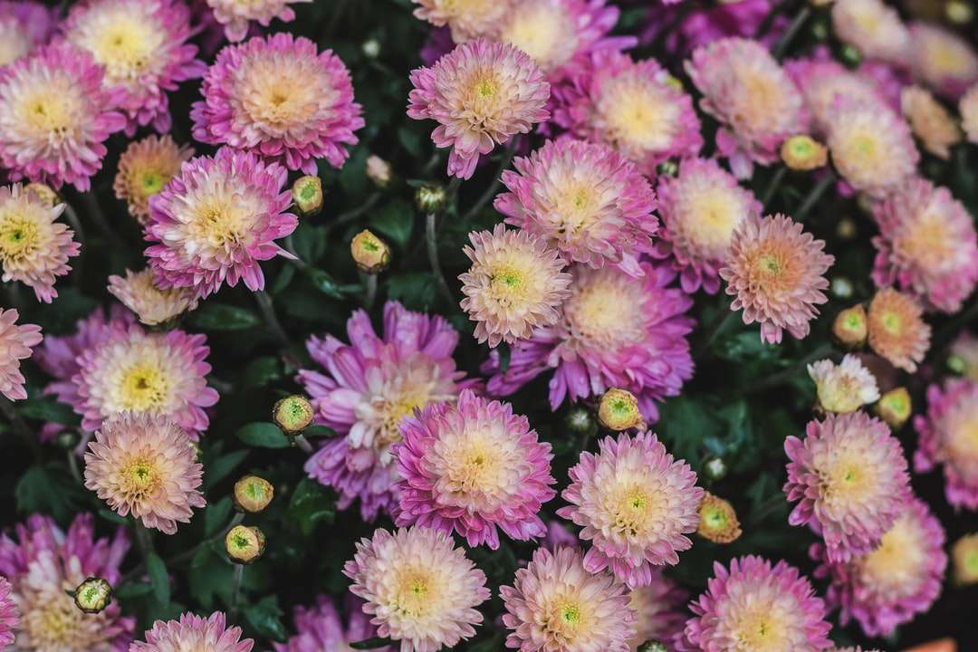 Photographie de mise au point sélective de champ de fleurs pétales roses puzzle en ligne