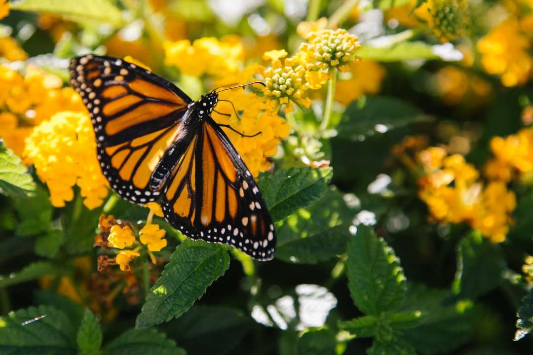 макро фотография на пеперуда върху жълто цвете онлайн пъзел