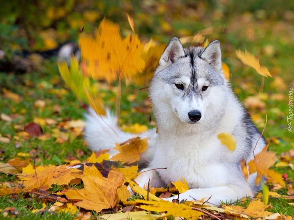 Husky Hund zwischen Herbstlaub Puzzlespiel online