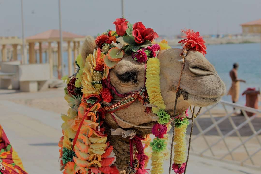 camelo com enfeites de flores quebra-cabeças online