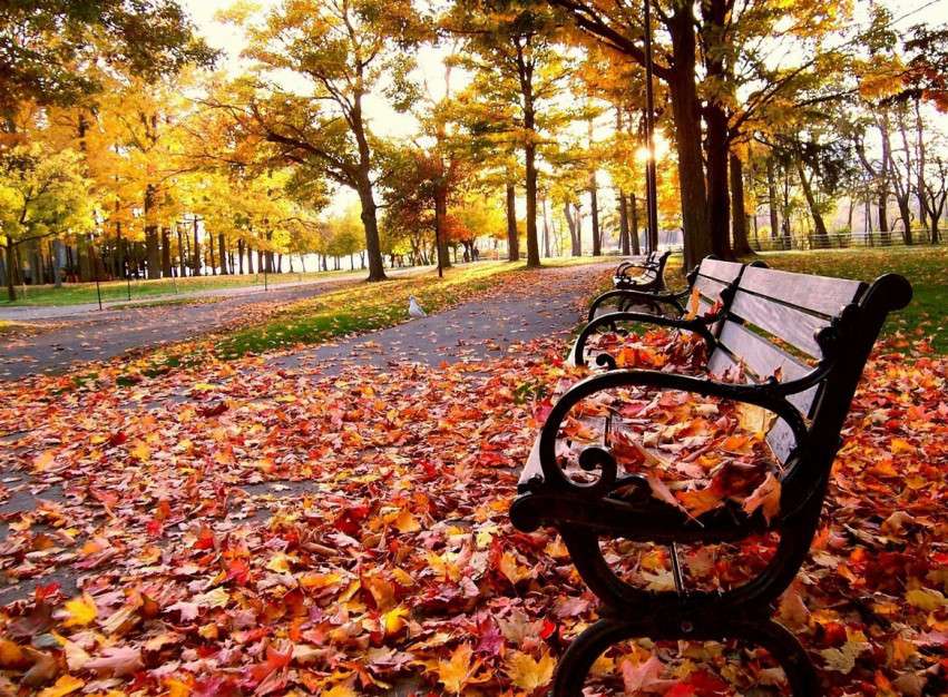 podzim v parku online puzzle