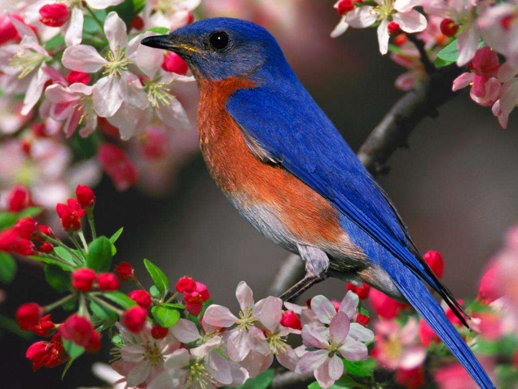 un oiseau sur une branche de cerisier puzzle en ligne