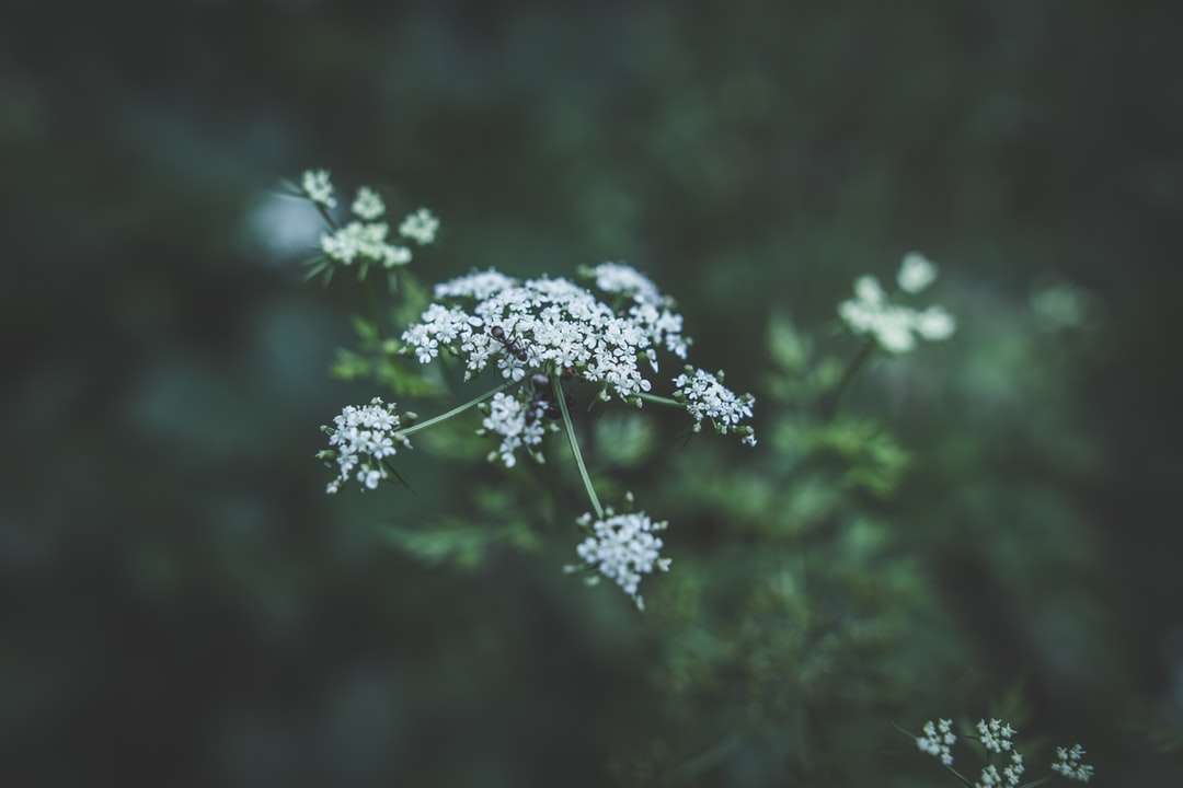 Fotografía de enfoque selectivo de flores de pétalos blancos rompecabezas en línea