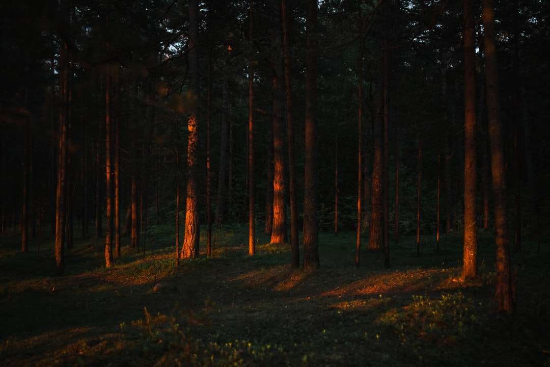 barna fák zöld füves területen napközben kirakós online